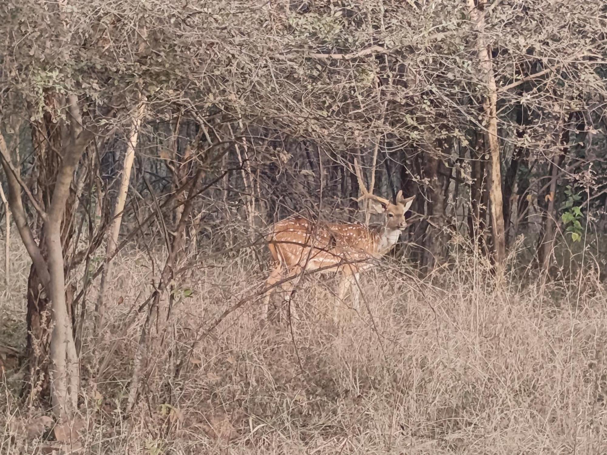 Gurla Gandhisagar Forest Retreat酒店 外观 照片