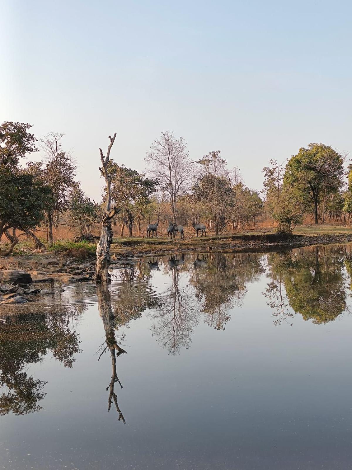 Gurla Gandhisagar Forest Retreat酒店 外观 照片